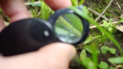 Arabis pycnocarpa adpressipilis