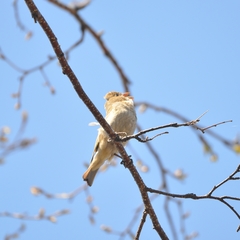 Carpodacus erythrinus grebnitskii