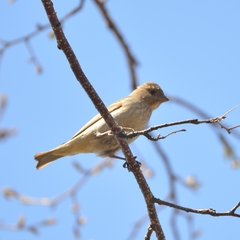 Carpodacus erythrinus grebnitskii