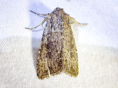 Dasygaster nephelistis