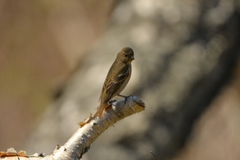 Carpodacus erythrinus grebnitskii