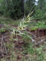 Barkworthia stillmanii