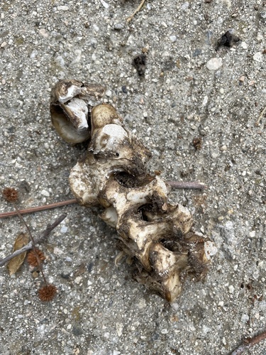 iNaturalist observation photo of Mammals