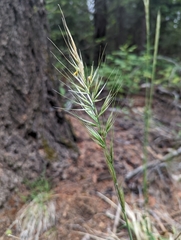 Barkworthia stillmanii