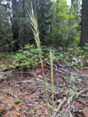 Barkworthia stillmanii