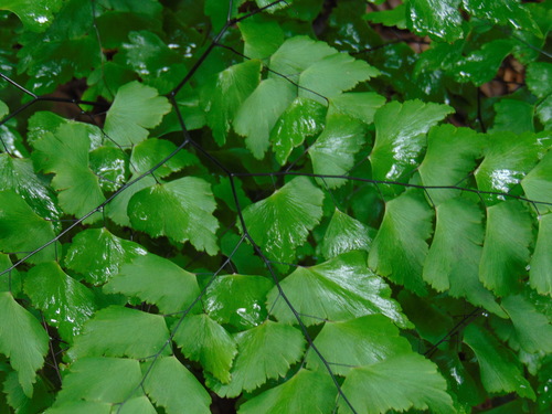 Image of Adiantum pentadactylon by (c) Diogo Luiz, some rights reserved (CC BY)