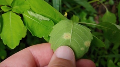 Puccinia recondita