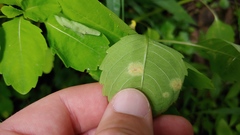 Puccinia recondita