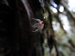 Epidendreae
