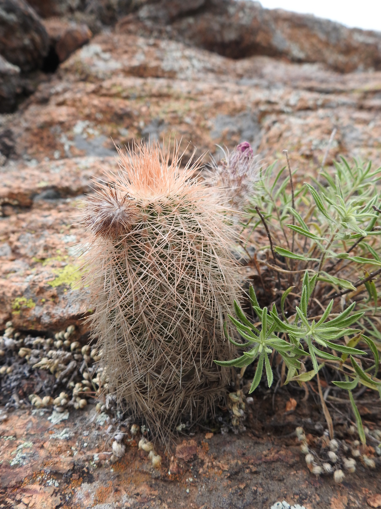 Subspecies Echinocereus reichenbachii baileyi  iNaturalist