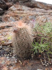 Echinocereus reichenbachii baileyi
