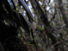 Epidendreae