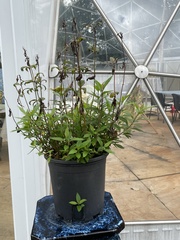 Orthosiphon aristatus