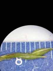 Carex debilis pubera