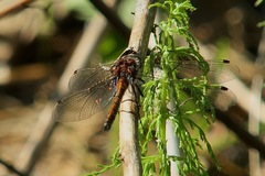 Leucorrhinia borealis