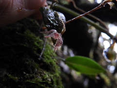 Epidendreae