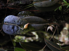 Epidendreae