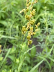 Carex bicknellii
