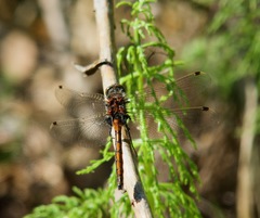 Leucorrhinia borealis