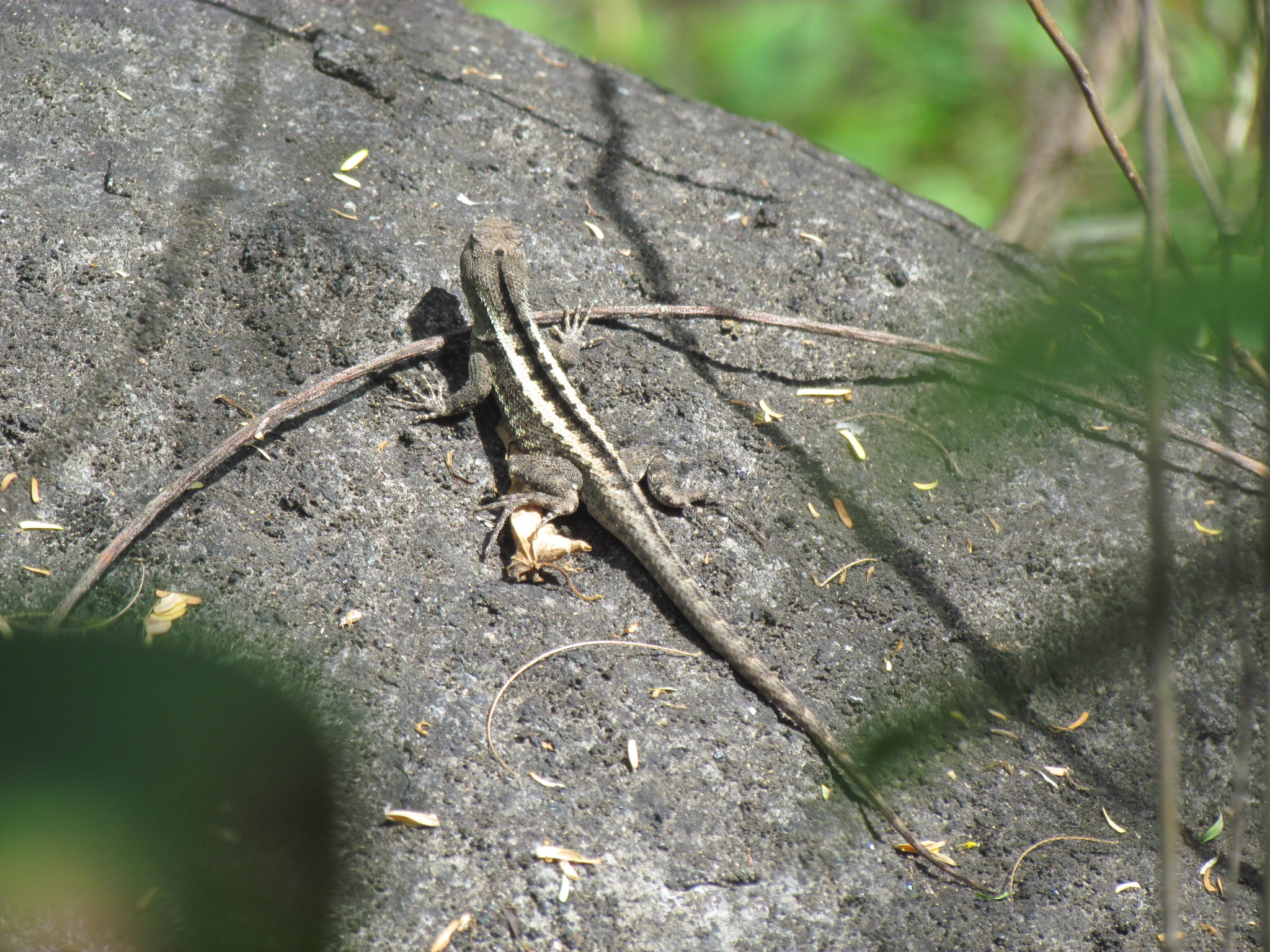 Microlophus occipitalis image