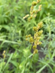 Carex bicknellii
