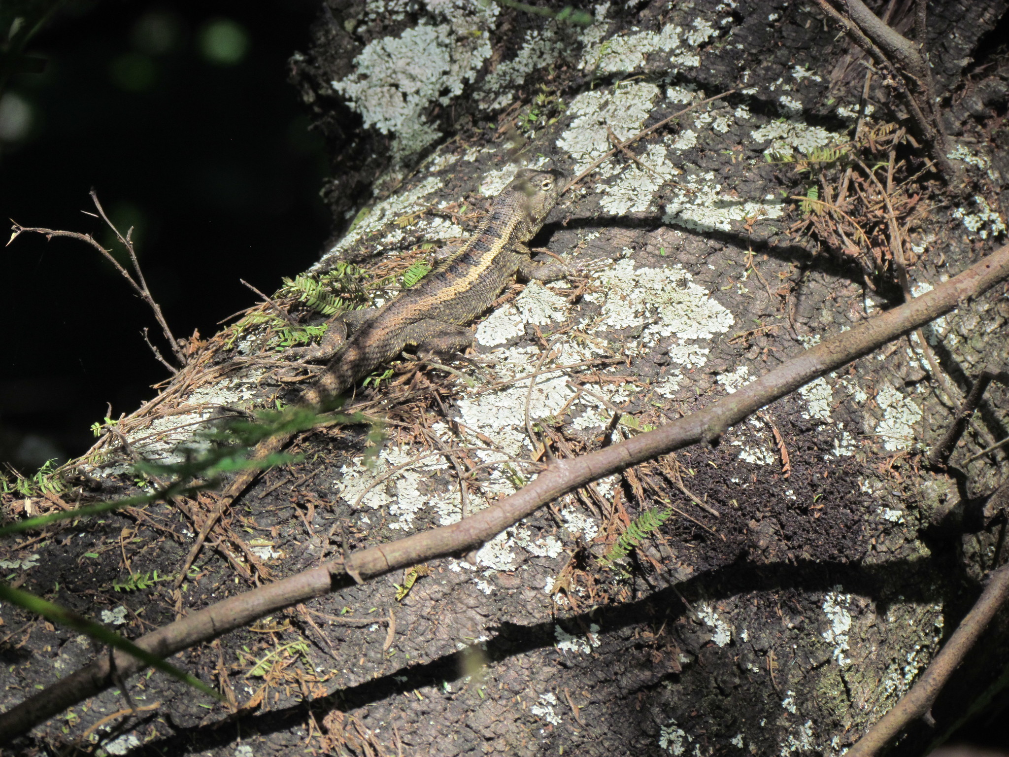 Microlophus image