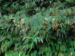Begonia declinata, photograph Diogo Luiz, CC BY, iNaturalist via GBIF