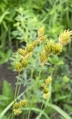 Carex bicknellii