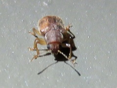 Xanthonia
