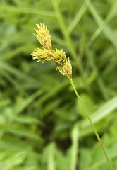 Carex bicknellii