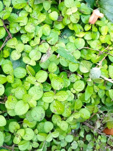 Pilea nummulariifolia