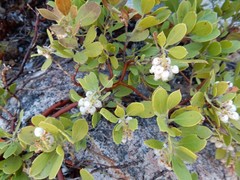 Arctostaphylos nevadensis