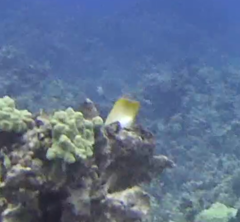 Chaetodontidae