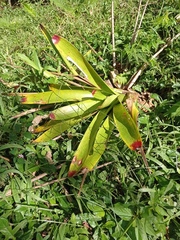 Vriesea philippocoburgi