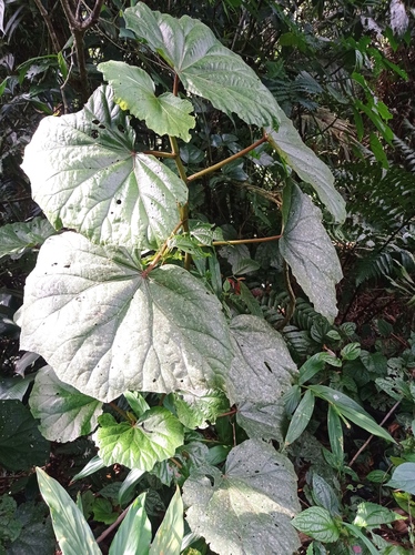 Begonia huegelii, photograph 1