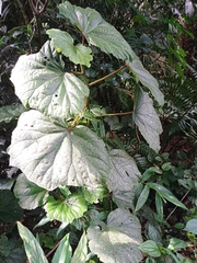 Begonia huegelii