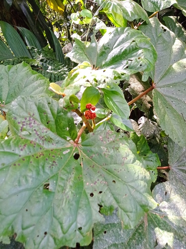 Begonia huegelii