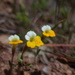 Yellow and White Monkeyflower - Photo (c) Dan and Raymond, some rights reserved (CC BY-NC-SA)
