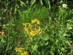 Packera schweinitziana