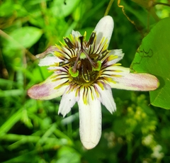 Passiflora alnifolia