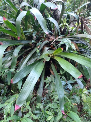 Wittrockia superba