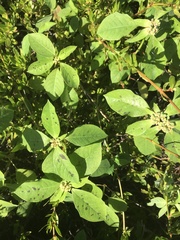 Euphorbia heterophylla