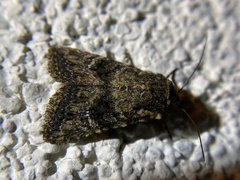 Hexorthodes nipana