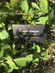Euphorbia heterophylla