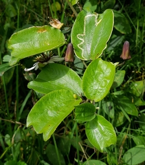 Passiflora alnifolia