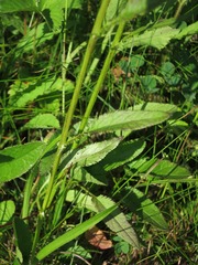 Packera schweinitziana