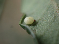 Dryocosmus minusculus