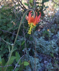 Aquilegia eximia
