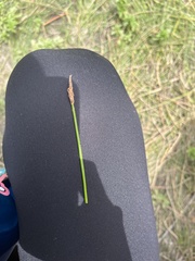 Eleocharis quadrangulata