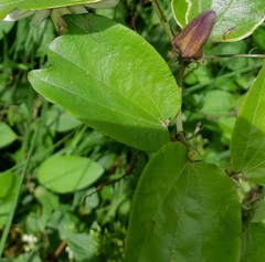 Passiflora alnifolia
